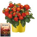 Afbeelding van Ms P12 Lantana Orange flame